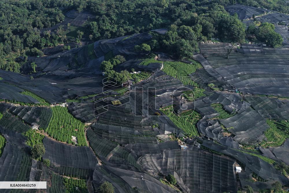 Tea Plantation Safety Under High Temperature