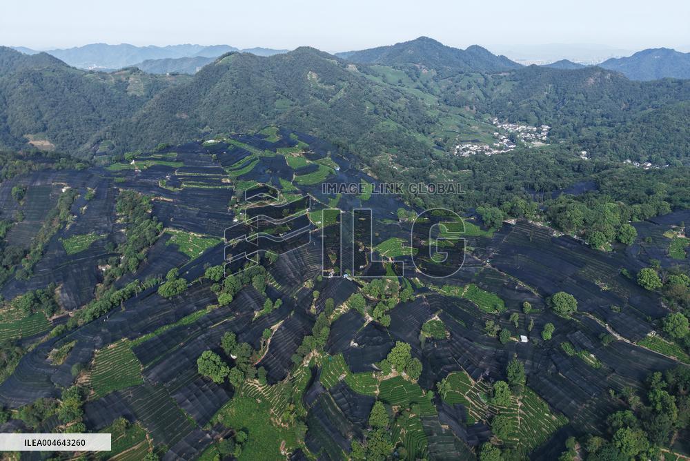 Tea Plantation Safety Under High Temperature