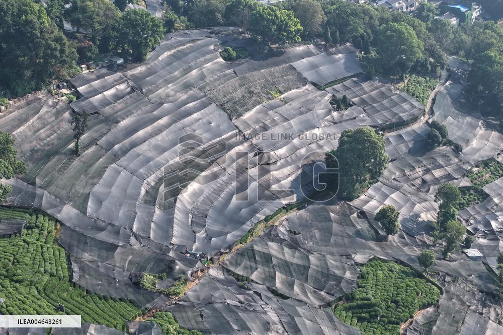 Tea Plantation Safety Under High Temperature