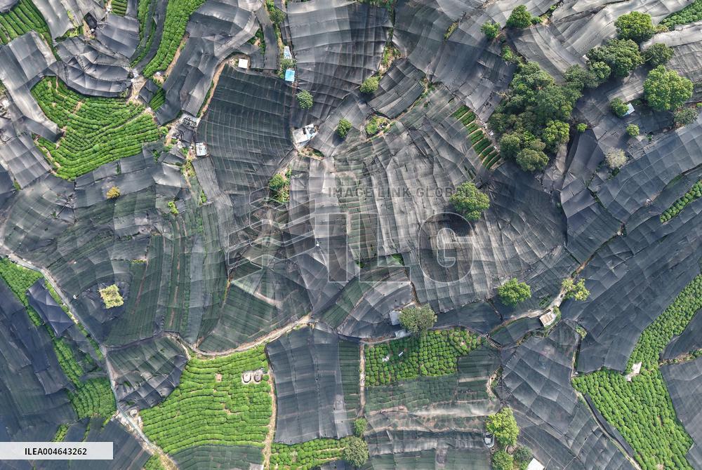 Tea Plantation Safety Under High Temperature