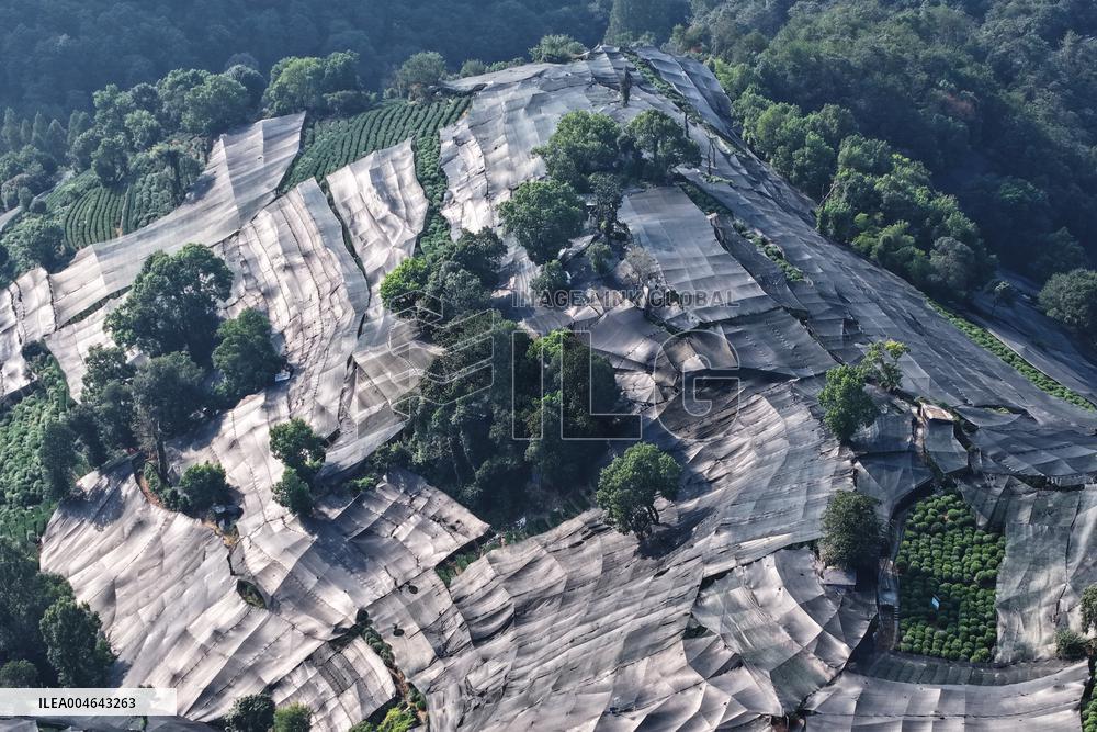 Tea Plantation Safety Under High Temperature