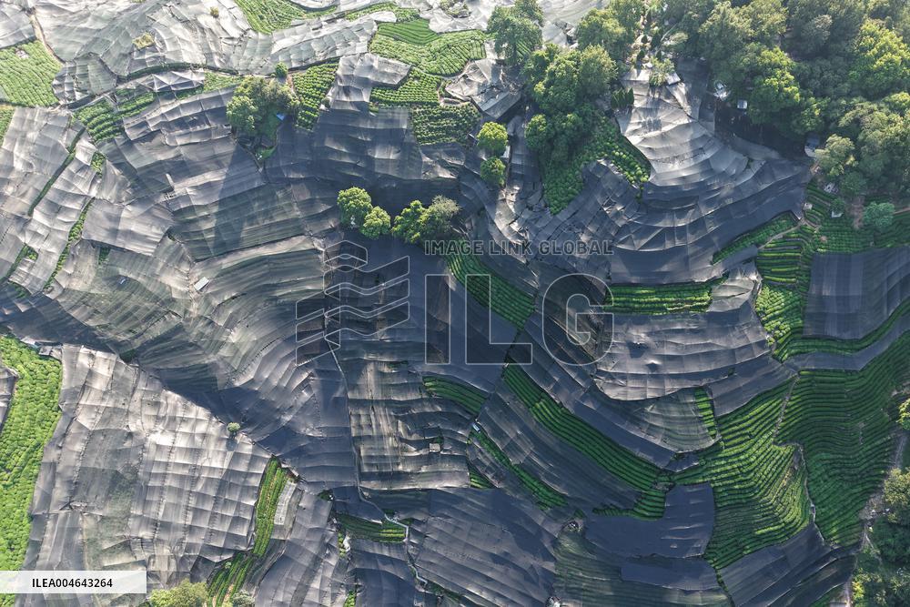 Tea Plantation Safety Under High Temperature