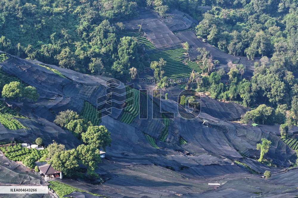 Tea Plantation Safety Under High Temperature