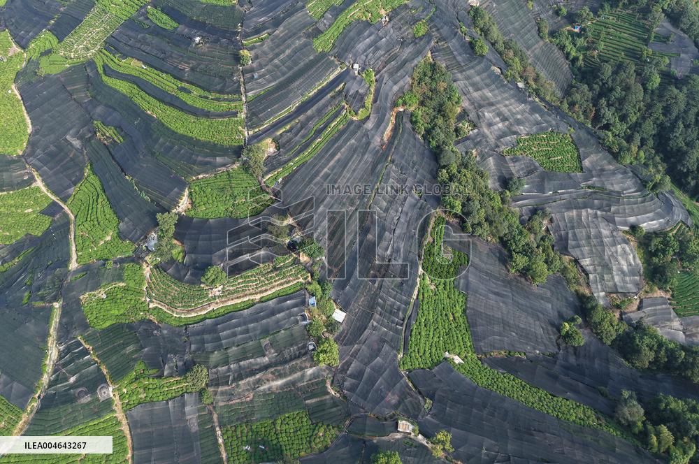 Tea Plantation Safety Under High Temperature