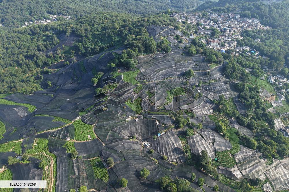 Tea Plantation Safety Under High Temperature