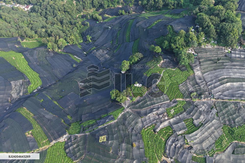 Tea Plantation Safety Under High Temperature