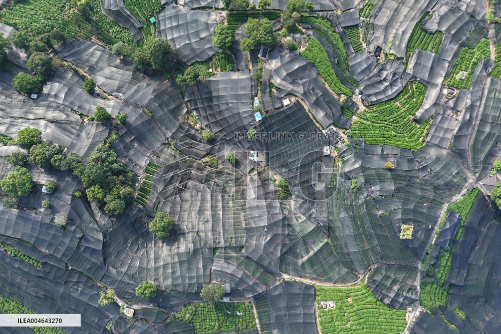 Tea Plantation Safety Under High Temperature