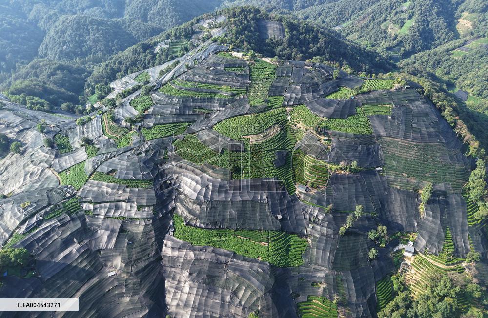 Tea Plantation Safety Under High Temperature