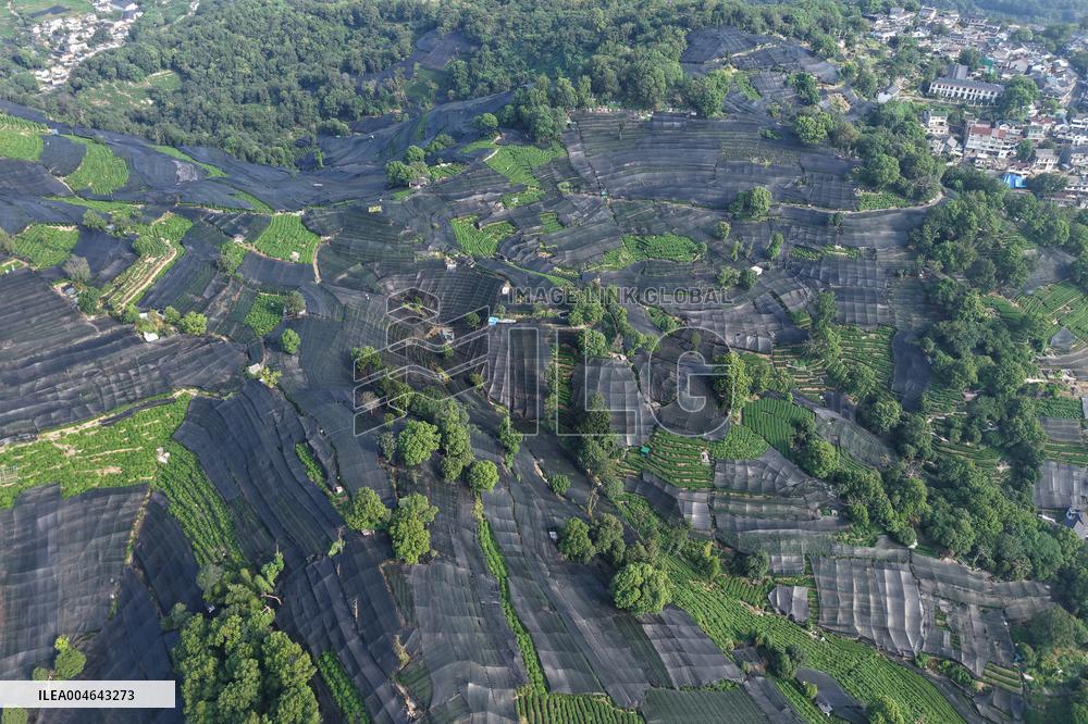 Tea Plantation Safety Under High Temperature