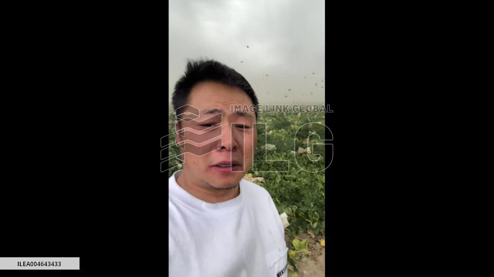 China: Fierce Sandstorm Sweeps Through Melon Field in Changji, Xinjiang