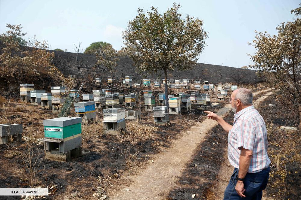 Beehives Burned by The Fires - Spain