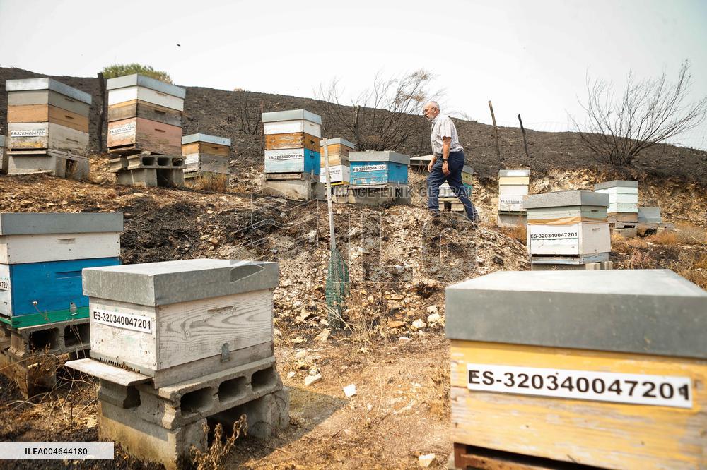 Beehives Burned by The Fires - Spain