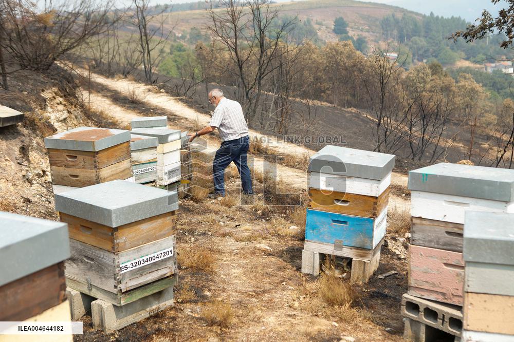 Beehives Burned by The Fires - Spain