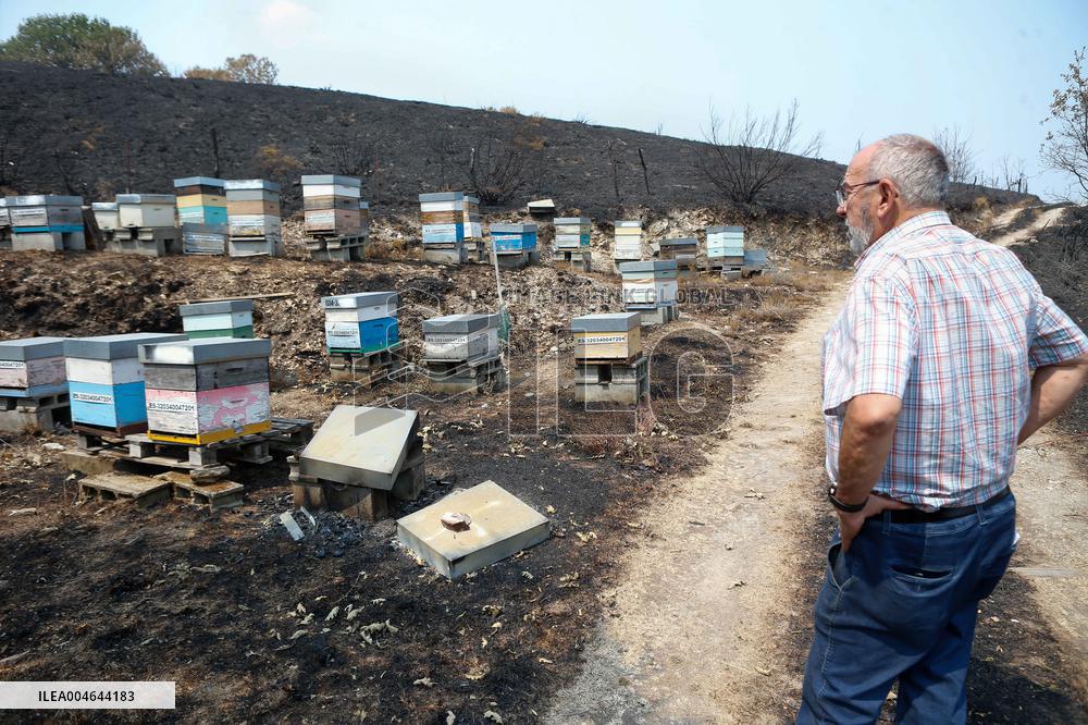Beehives Burned by The Fires - Spain