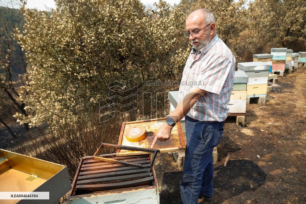 Beehives Burned by The Fires - Spain