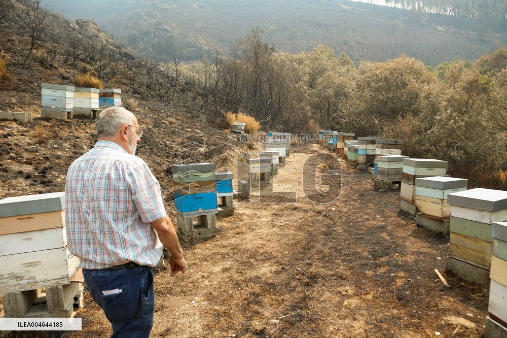 Beehives Burned by The Fires - Spain