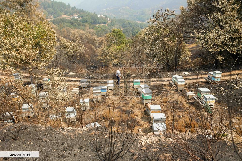 Beehives Burned by The Fires - Spain