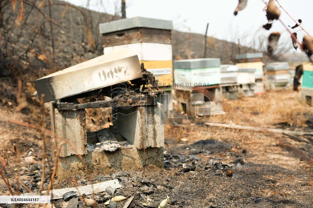 Beehives Burned by The Fires - Spain