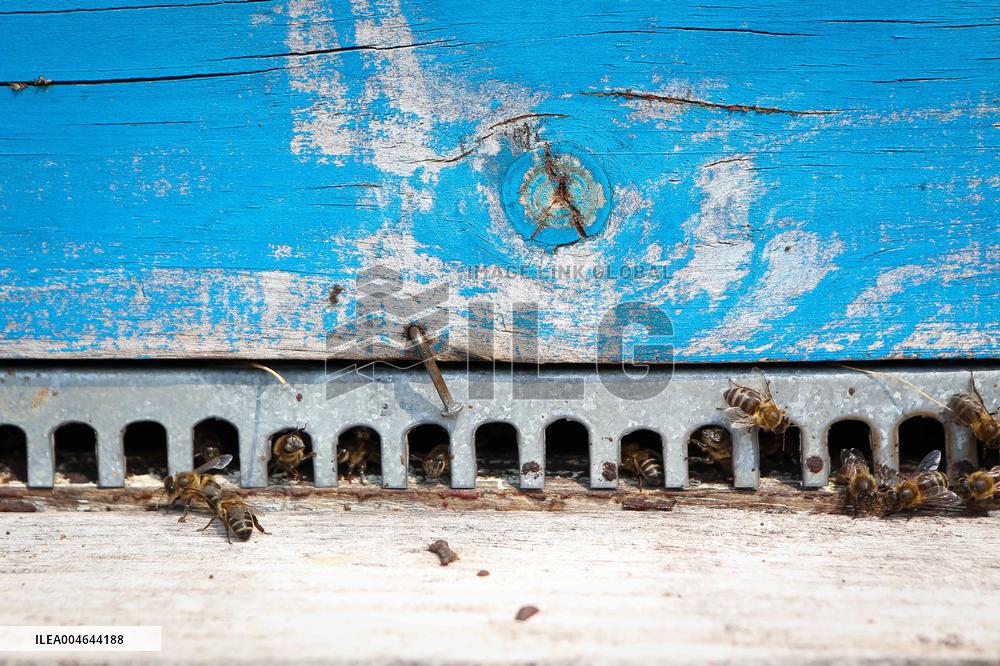 Beehives Burned by The Fires - Spain