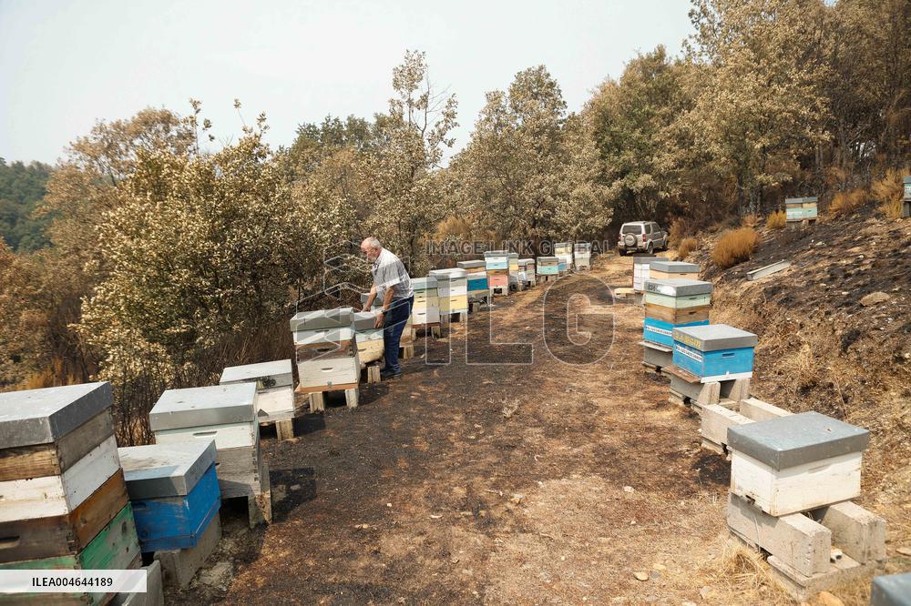 Beehives Burned by The Fires - Spain