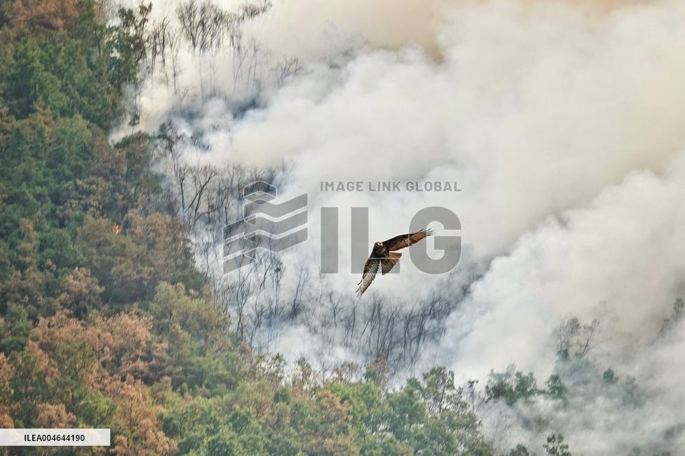 Winds Complicate Wildfire Battles in Spain