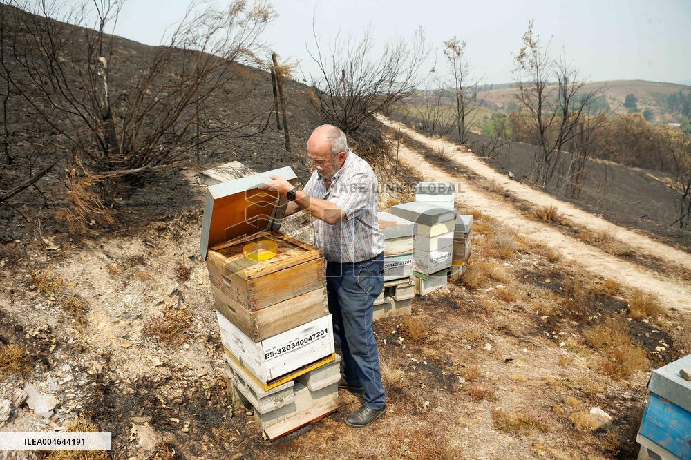 Beehives Burned by The Fires - Spain