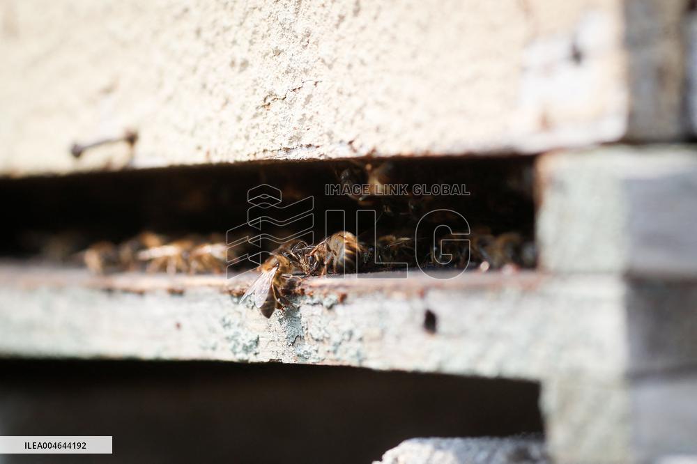 Beehives Burned by The Fires - Spain