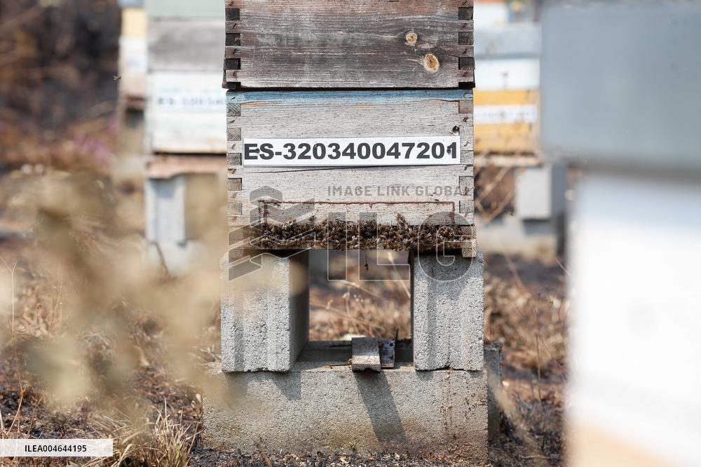 Beehives Burned by The Fires - Spain
