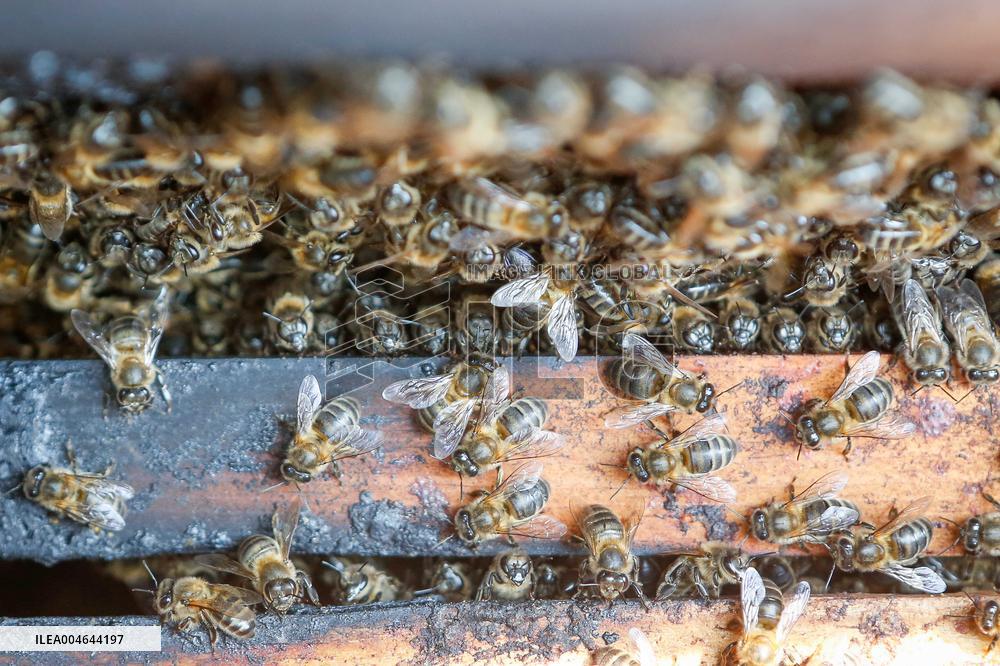 Beehives Burned by The Fires - Spain