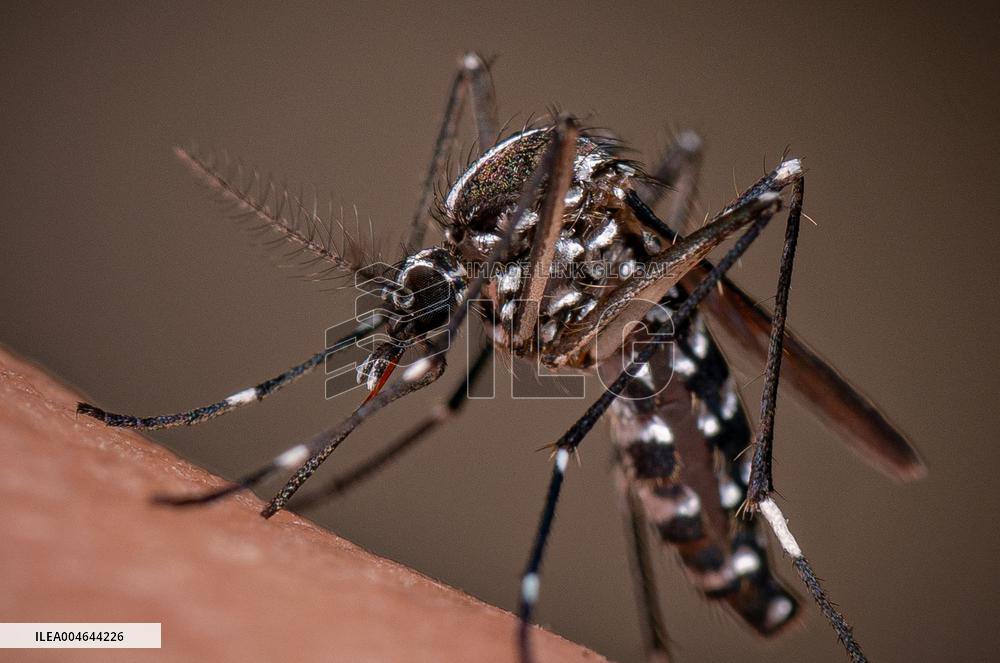 New EU record for viral disease brought by Tiger mosquitoes