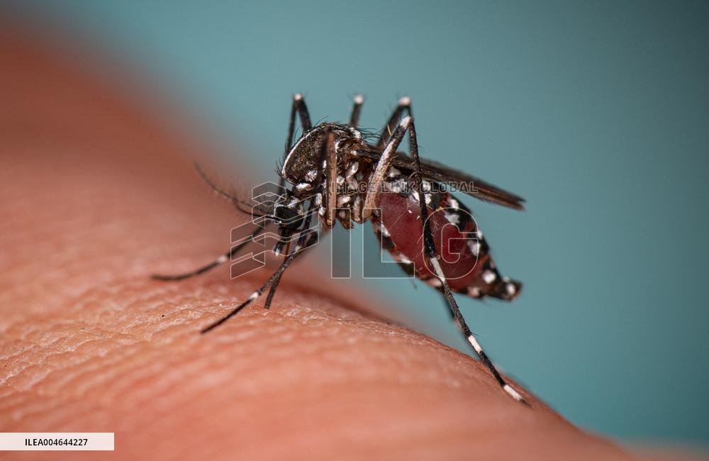 New EU record for viral disease brought by Tiger mosquitoes