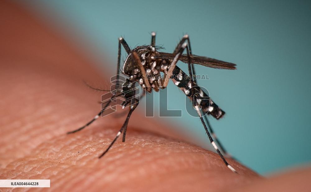 New EU record for viral disease brought by Tiger mosquitoes