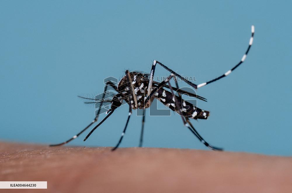 New EU record for viral disease brought by Tiger mosquitoes