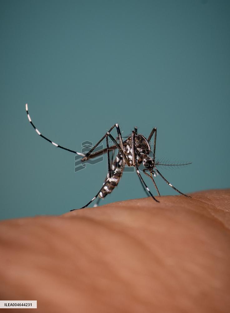 New EU record for viral disease brought by Tiger mosquitoes