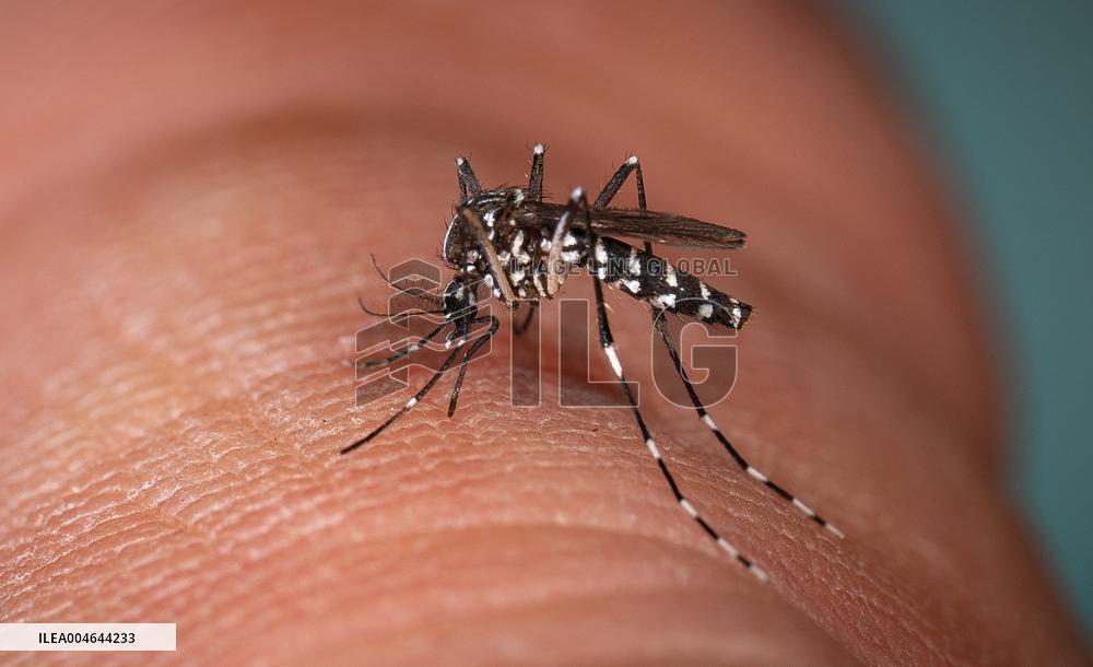 New EU record for viral disease brought by Tiger mosquitoes