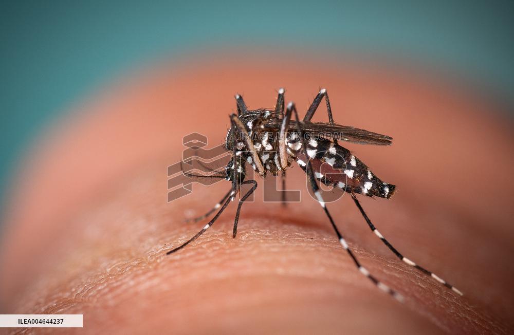 New EU record for viral disease brought by Tiger mosquitoes