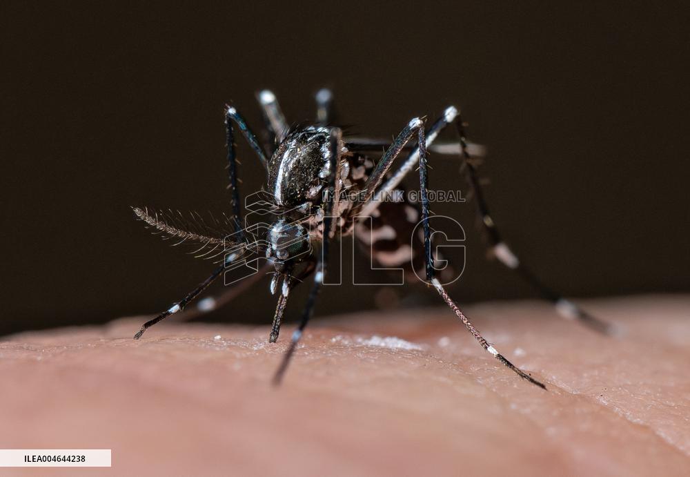 New EU record for viral disease brought by Tiger mosquitoes