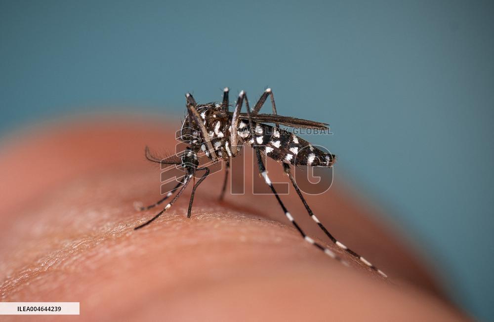 New EU record for viral disease brought by Tiger mosquitoes