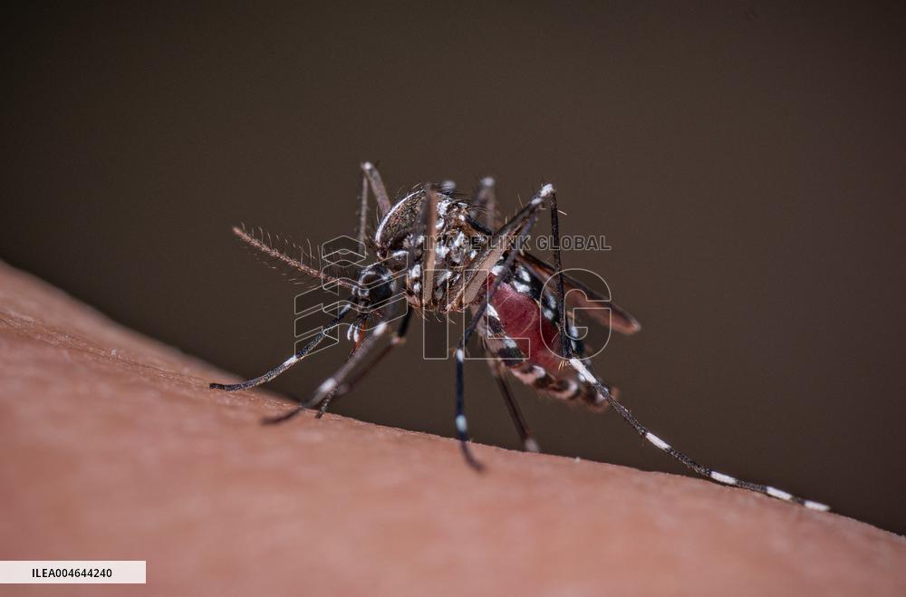 New EU record for viral disease brought by Tiger mosquitoes