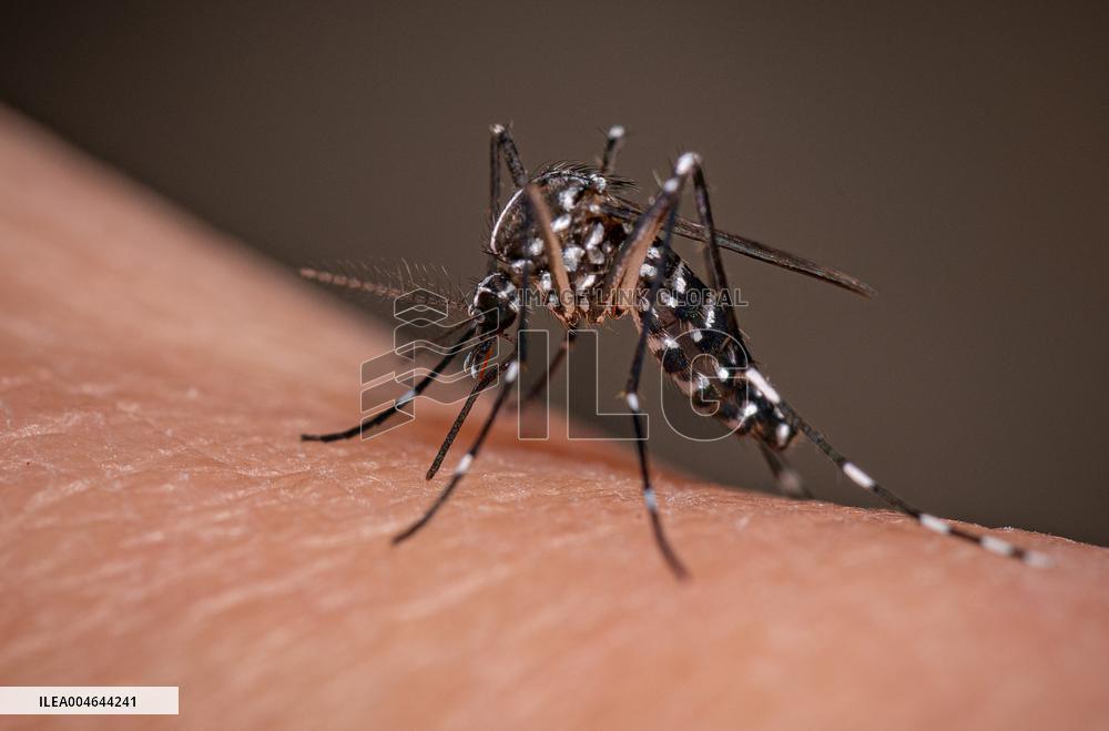 New EU record for viral disease brought by Tiger mosquitoes