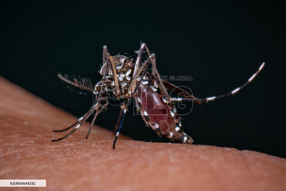 New EU record for viral disease brought by Tiger mosquitoes