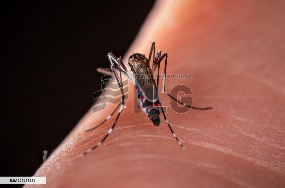 New EU record for viral disease brought by Tiger mosquitoes