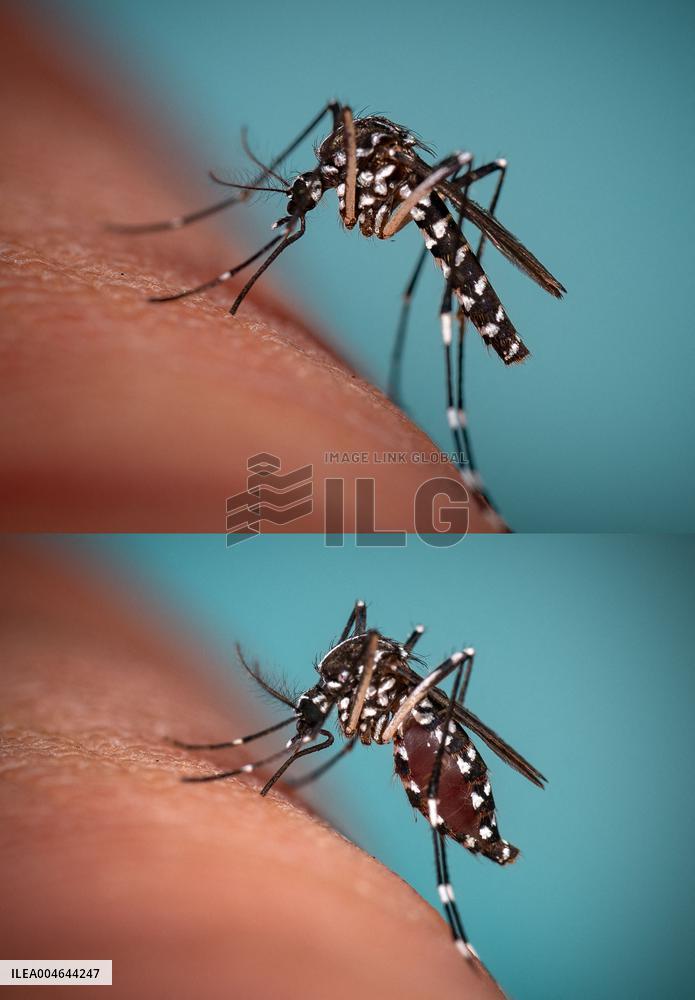 New EU record for viral disease brought by Tiger mosquitoes