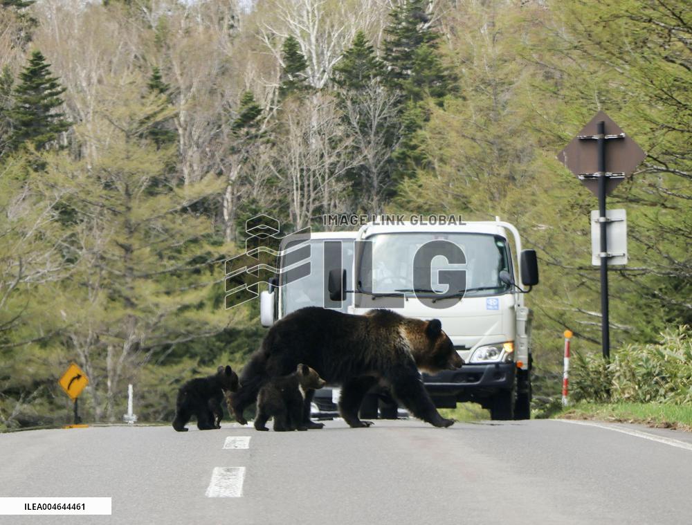Bear family seen in Hokkaido