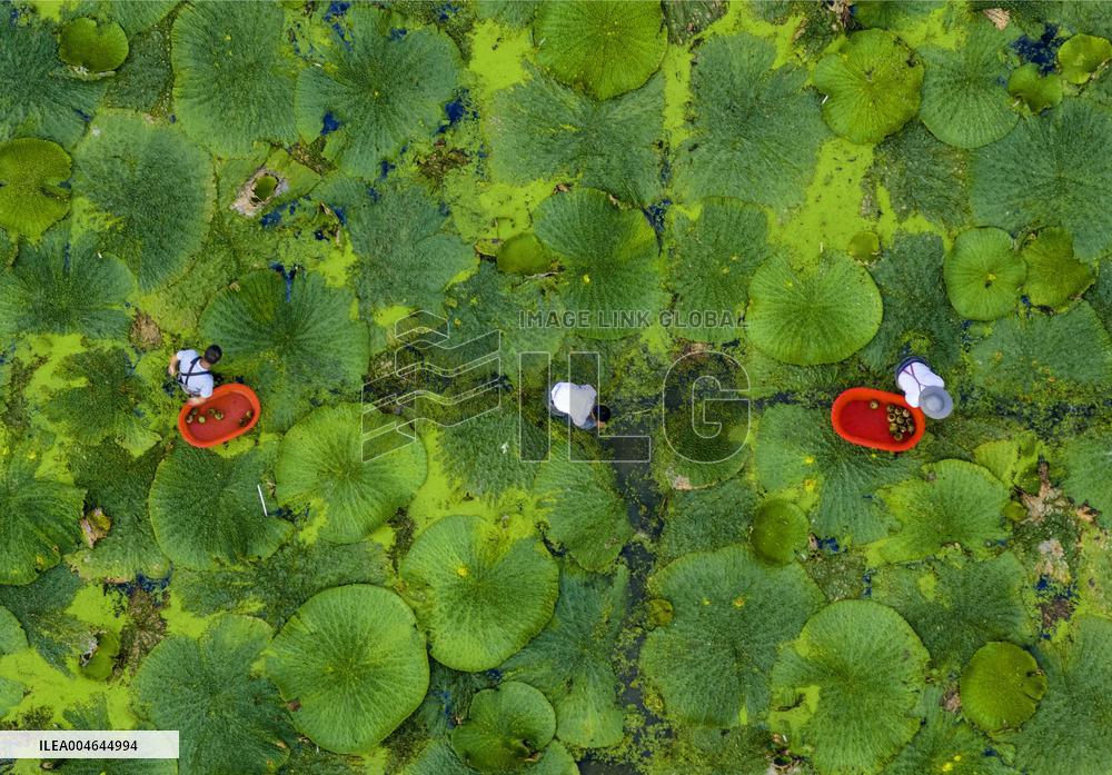 Farmers Harvesting Gordon Euryale Seeds - China