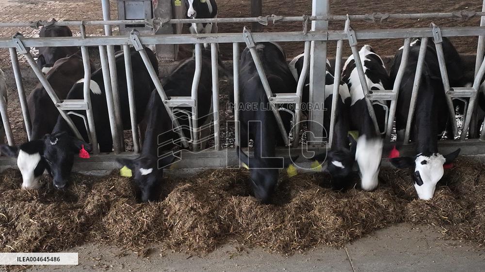 Intelligent Dairy Farm in Haian