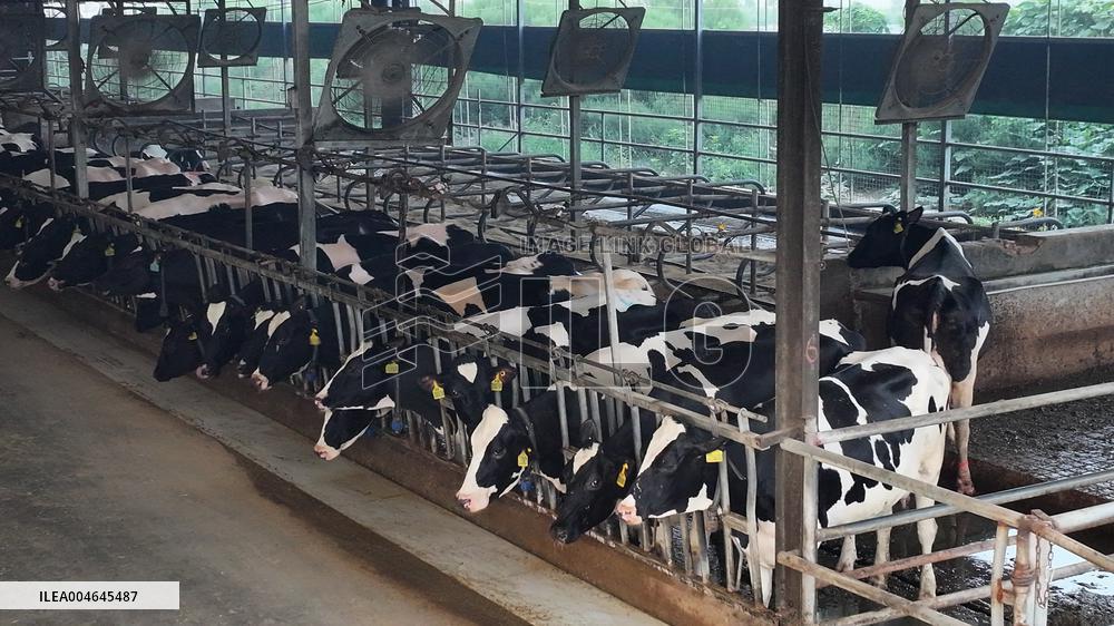 Intelligent Dairy Farm in Haian