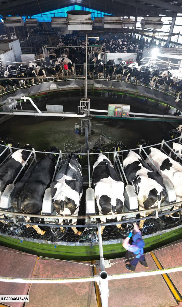 Intelligent Dairy Farm in Haian