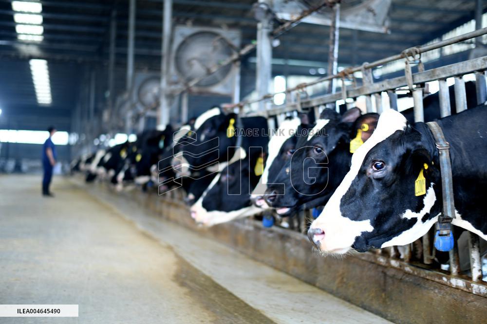 Intelligent Dairy Farm in Haian