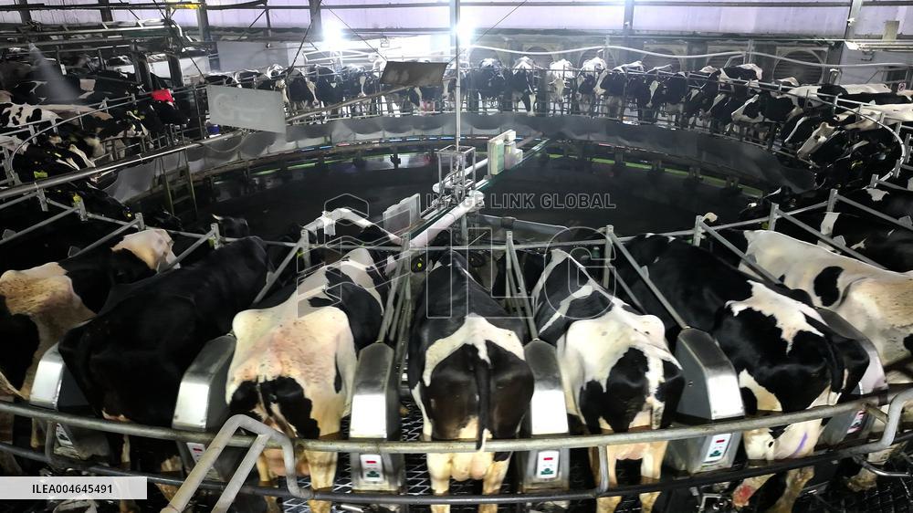 Intelligent Dairy Farm in Haian